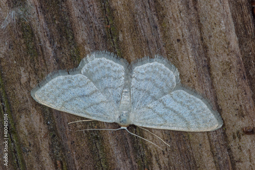 Graulinien-Zwergspanner, Idaea subsericeata, DE, NRW, Leverkusen-Opladen 2020/05/20 04:56:19 photo