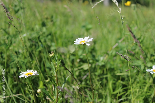 A wonderful daisy in a wild field in early summer.