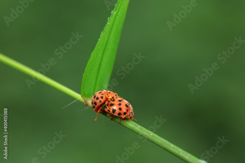 Ladybirds live on weeds in the North China Plain