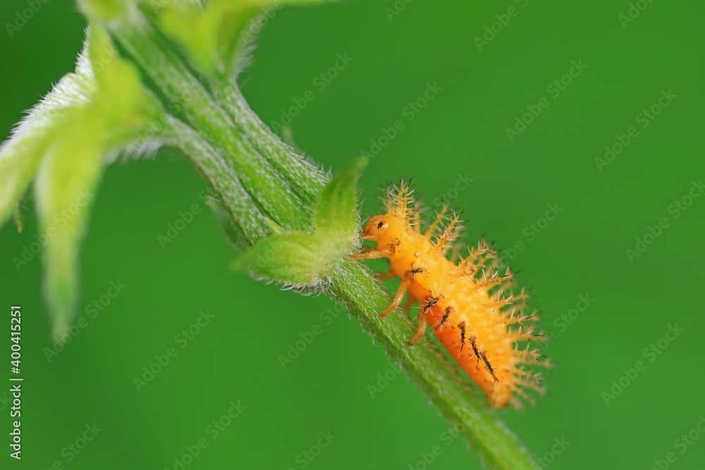Naklejka premium Ladybug larvae live on weeds