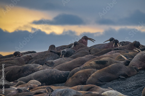 Walrus in the Arctic