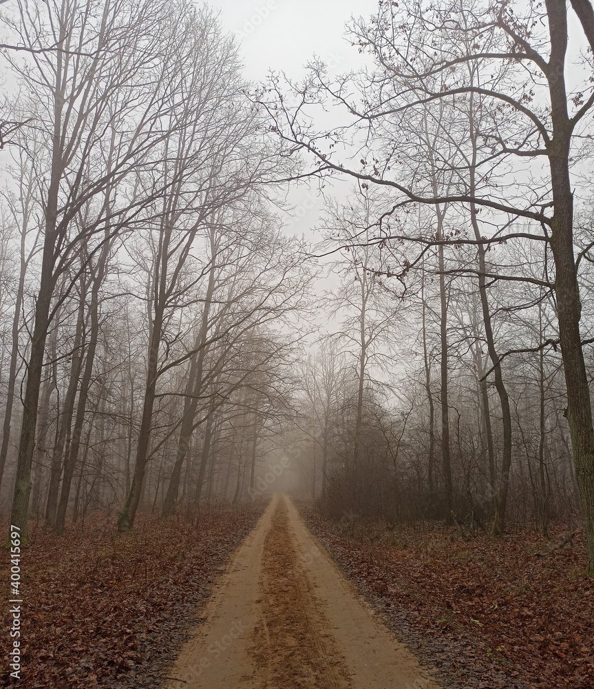 Obraz premium road in the fog