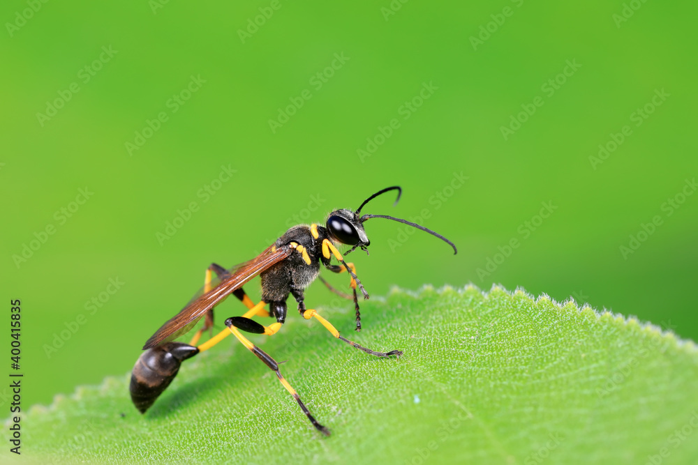 mud dauber live on green leaves mud dauber live on green leaves