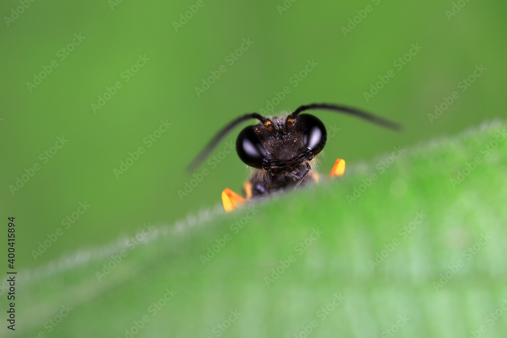 mud dauber live on green leaves mud dauber live on green leaves