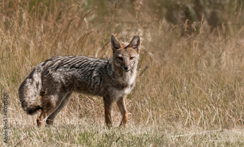 Hermoso zorro gris en el campo, parado sobre la hierba mirando hacia la cámara; con un alto pastizal de fondo.