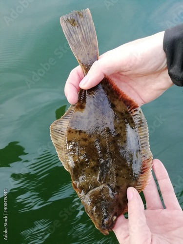 flounder pleuronectes caught in meise river netherlands  photo