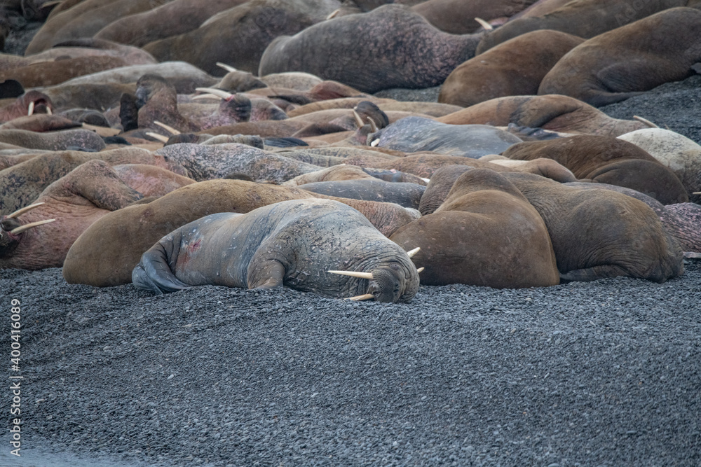 Walrus in the Arctic Walrus in the Arctic