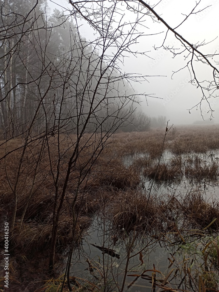 Obraz premium trees in the fog