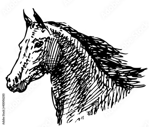 Sketch of a head galloping horse