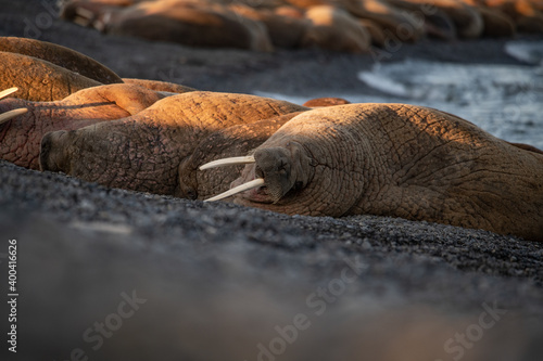 Walrus on the rookery