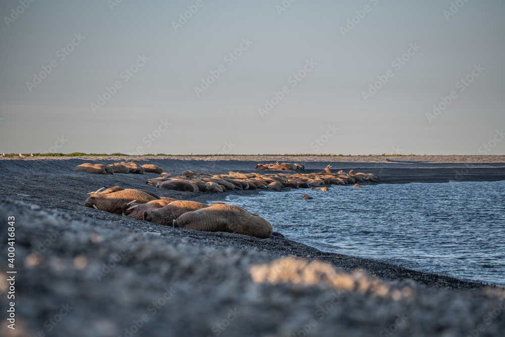Fototapeta premium Walrus on the rookery