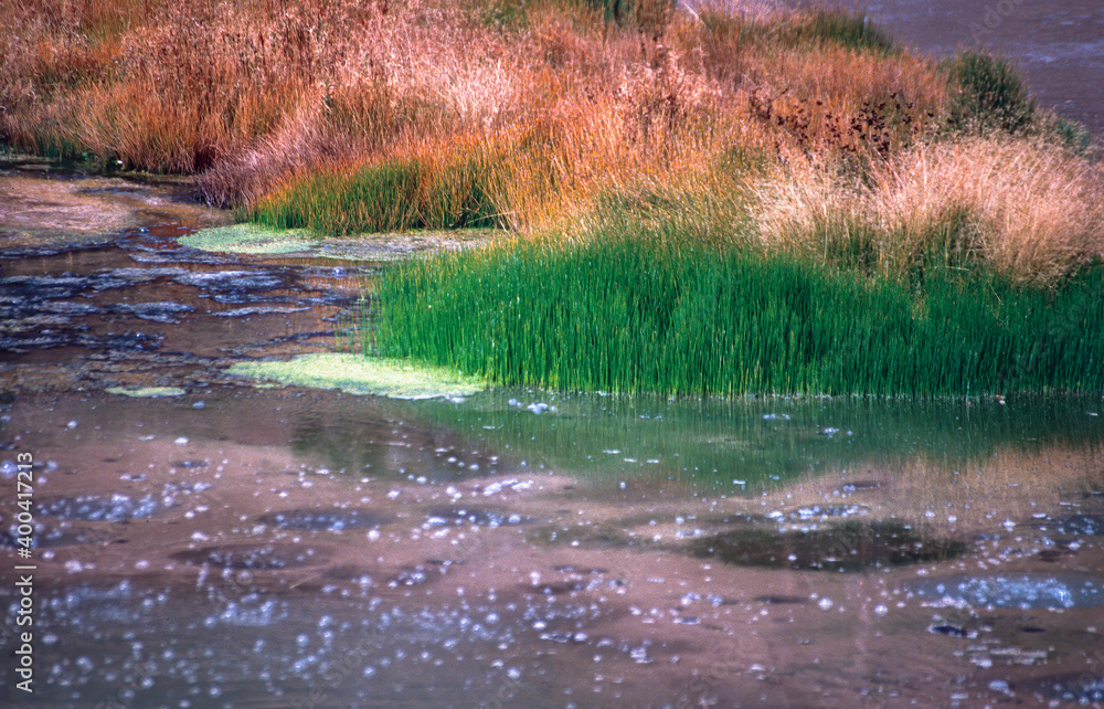 Bacteria and debris in the lake, Yellowstone National Park Bacteria and debris in the lake, Yellowstone National Park