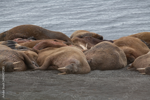 Walrus on the rookery