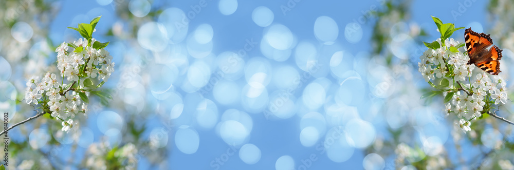 Out-of-focus widescreen background with butterfly on a flower plum tree and bokeh. Art design, banner Out-of-focus widescreen background with butterfly on a flower plum tree and bokeh. Art design, banner