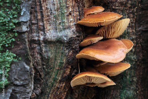 mushrooms on a tree close-up