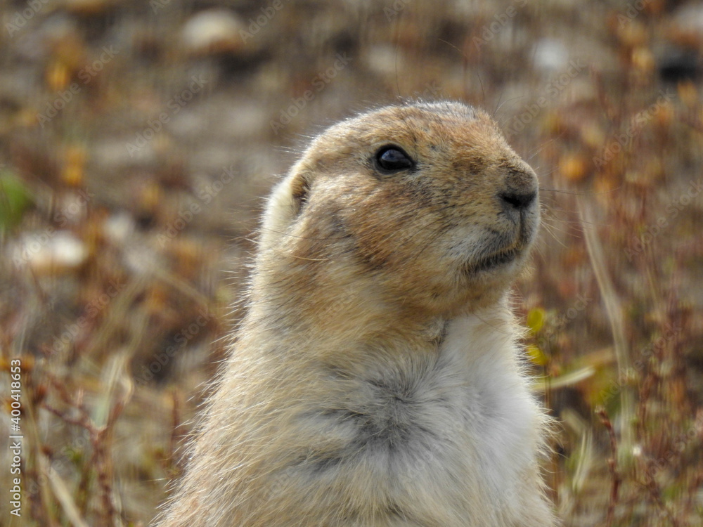 Prairie Dog in the Badlands of South Dakota Prairie Dog in the Badlands of South Dakota