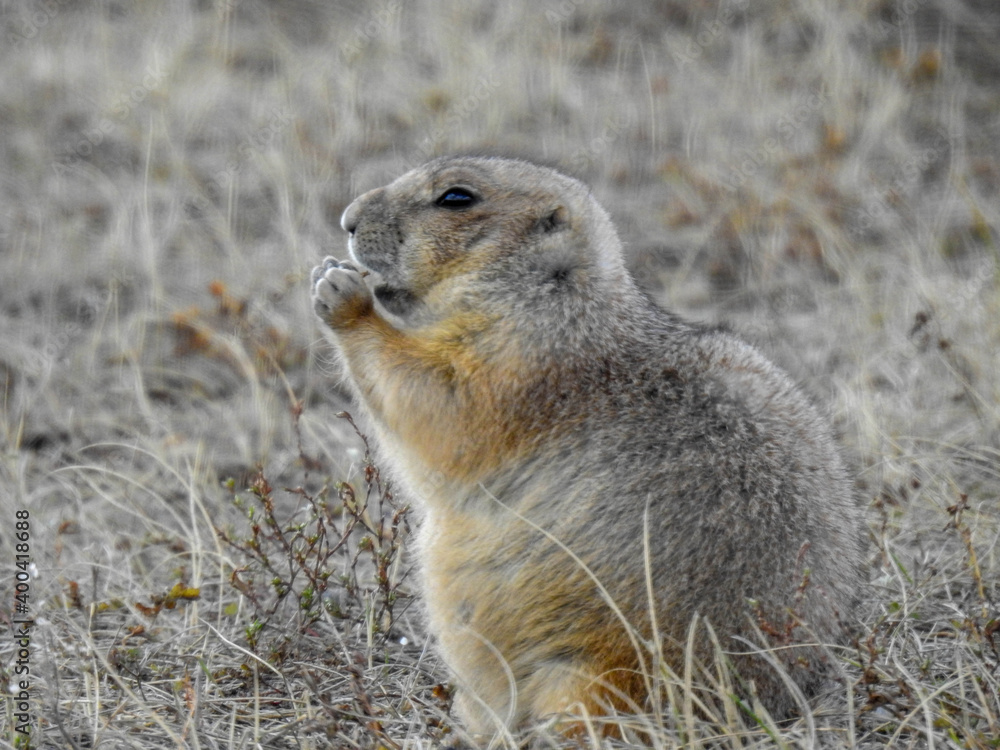 Prairie Dog in the Badlands of South Dakota Prairie Dog in the Badlands of South Dakota