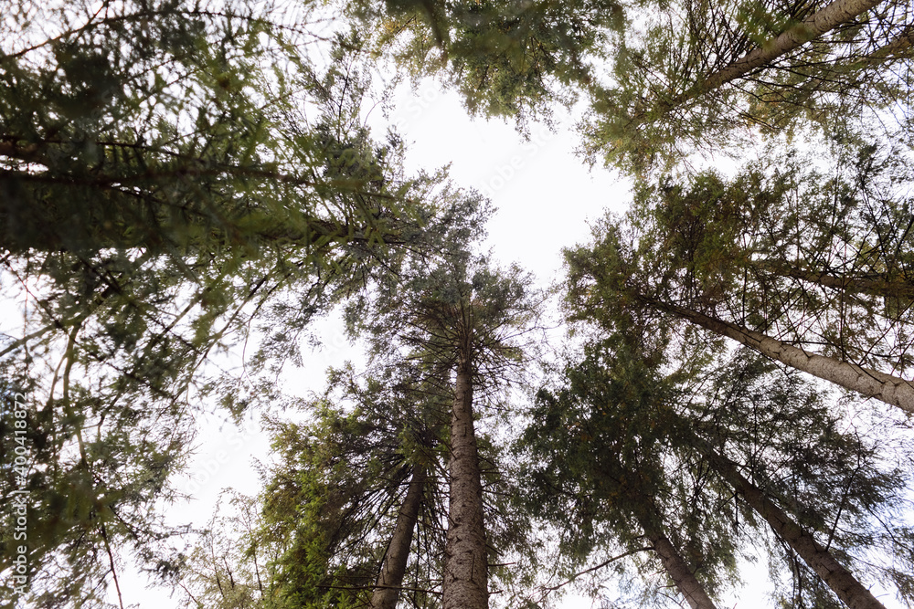 Bottom view of tall old trees in an autumn pine forest. hmarne the sky in the background. Carpathian mountains, Ukraine Bottom view of tall old trees in an autumn pine forest. hmarne the sky in the background. Carpathian mountains, Ukraine