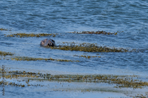  Grey Seal (Halichoerus grypus) at Killard Point, Northern Ireland, UK © Francesco