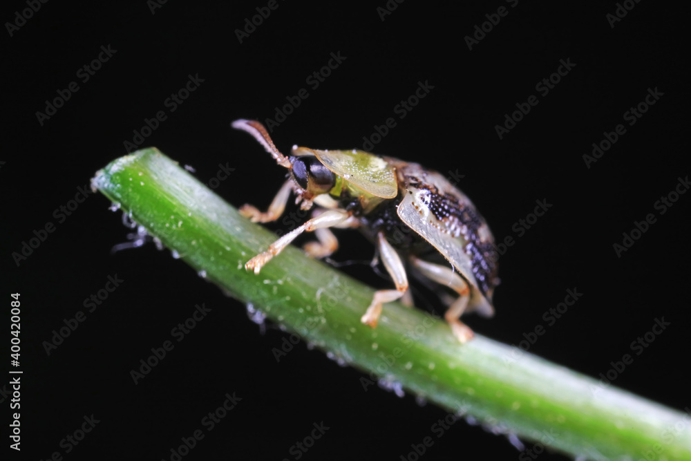 Carabidae insect live on green leaves Carabidae insect live on green leaves