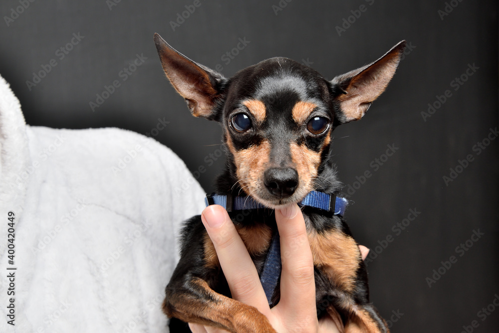 perro mini pincher en los brazos de su dueña Marbella Andalucía España perro mini pincher en los brazos de su dueña Marbella Andalucía España