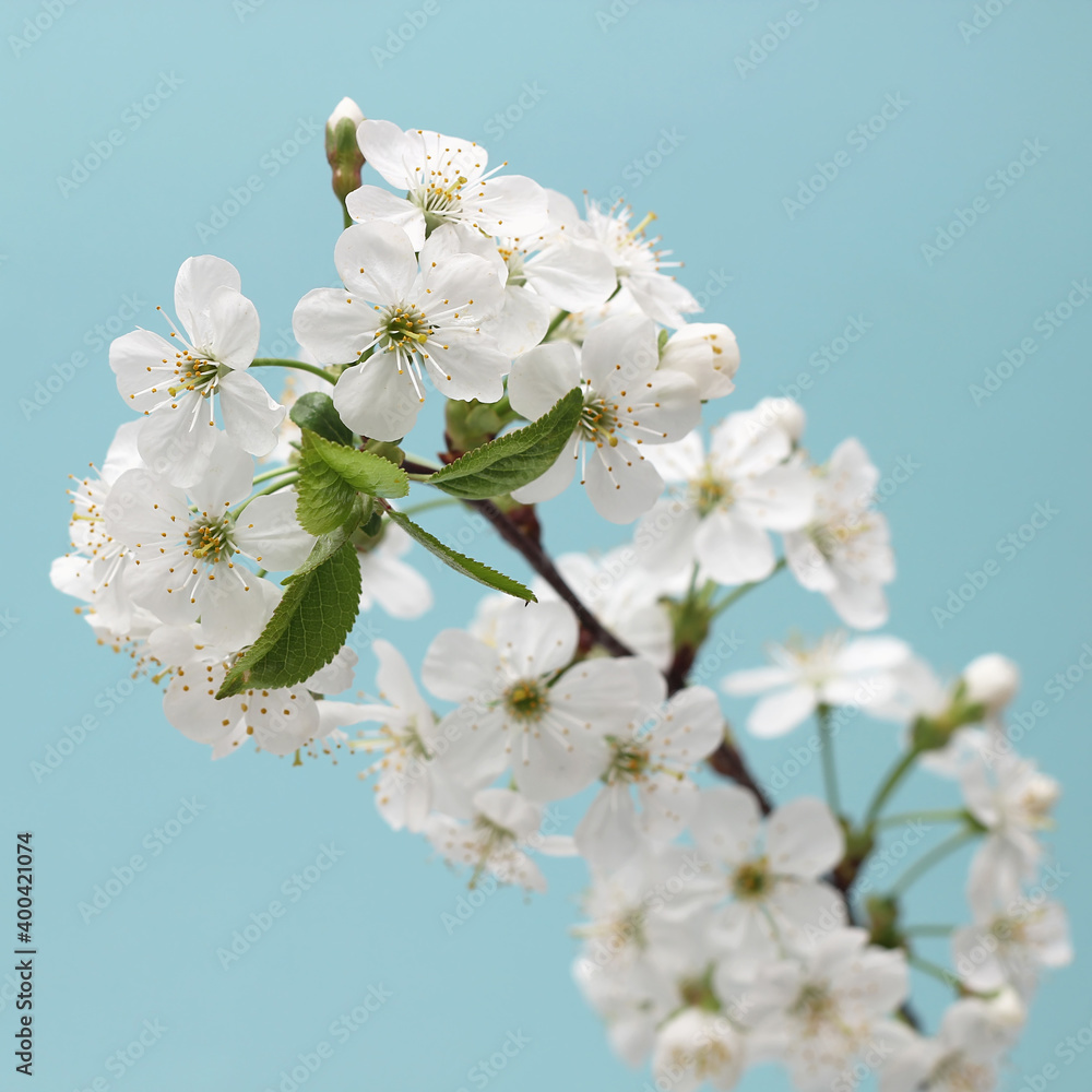 cherry flowers on a blue background