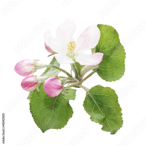 Fototapeta Naklejka Na Ścianę i Meble -  apple blossom on white background