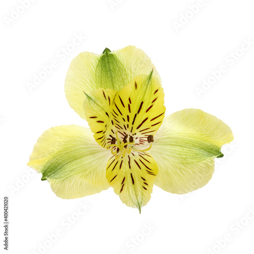 alstroemeria flower isolated from background