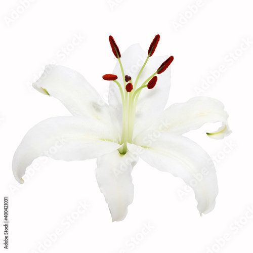 delicate white lily isolated from background