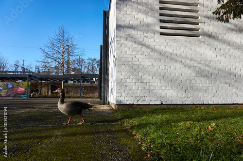 A goose is walking out of the grass in a park to the walking path way away from a white wall and the duck is alone on the picture with copy space photo