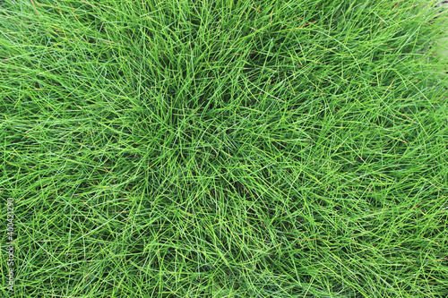 Green grass lawn background