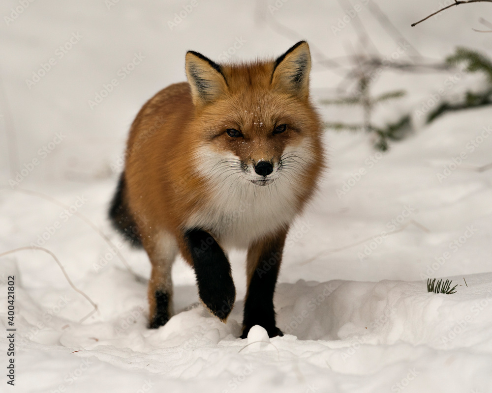  Red Fox Stock Photos. Fox Image. Picture. Portrait. Close-up profile view in the winter season in its environment and habitat with snow background displaying bushy fox tail, fur.