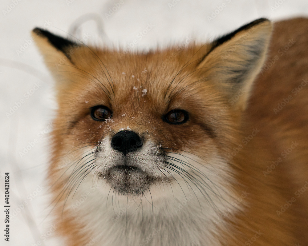 Red Fox Stock Photos. Red fox head shot close up profile view in the winter season