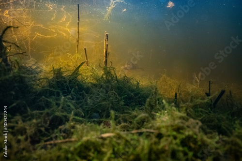 Freshwater landscape © Stanislav