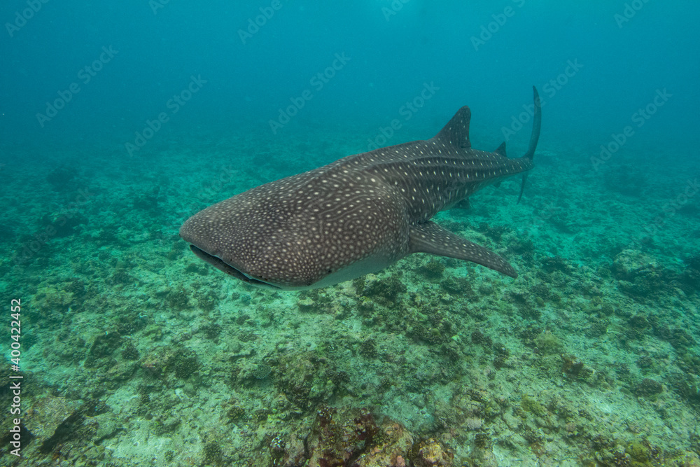 Whale shark Whale shark