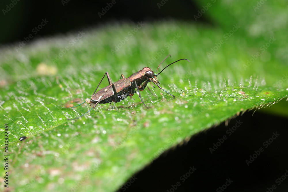 Fototapeta premium Spotted tiger beetles inhabit wild plants in North China