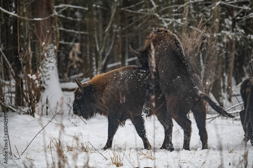 European bison in the forest