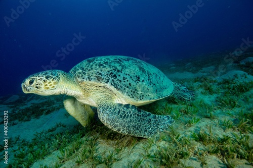 Green turtle underwater