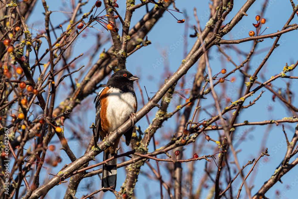 one towhee bird resting on dense leafless branch in the forest on a sunny day in the park one towhee bird resting on dense leafless branch in the forest on a sunny day in the park