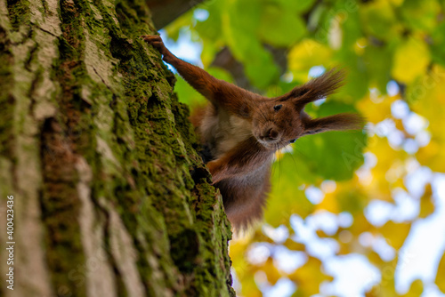 squirrel in the park