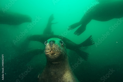 Steller sea lion underwater © Stanislav