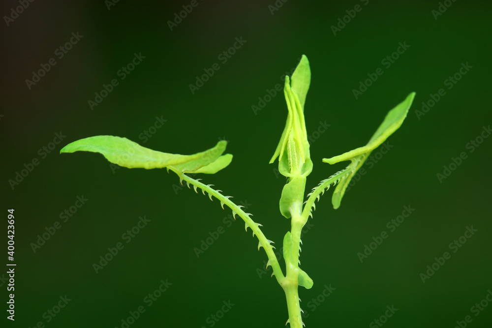 Naklejka premium Chinese medicinal plant Polygonum scandens