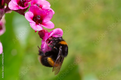 Φωτογραφία bumble bee clings to bergenia bloom