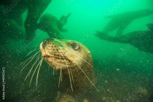 Steller sea lion underwater © Stanislav