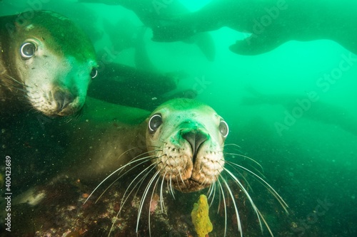 Steller sea lion underwater © Stanislav