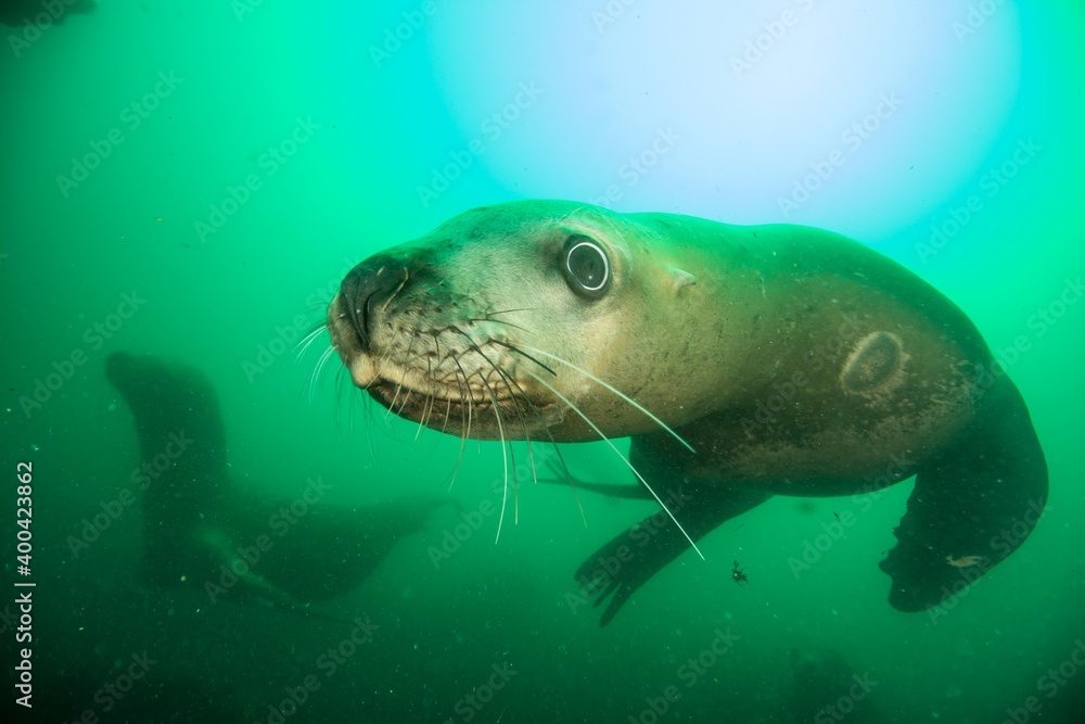 Fototapeta premium Steller sea lion underwater