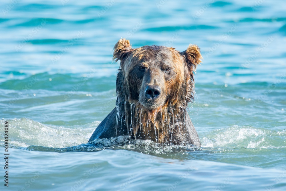 Brown bear predates on salmon, Kamchatka, Russia Brown bear predates on salmon, Kamchatka, Russia