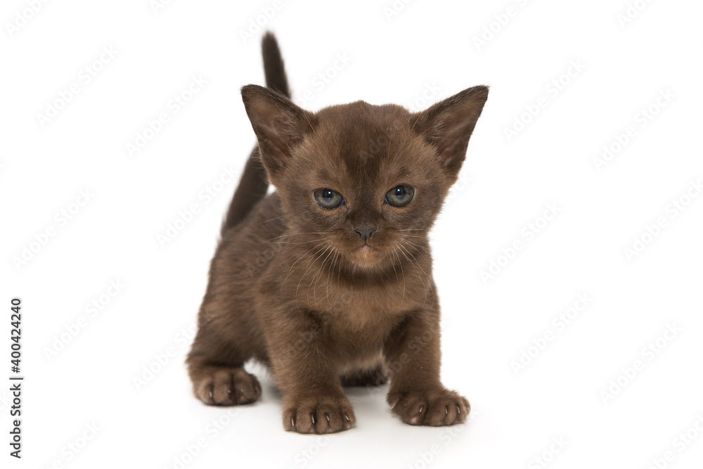 Small kitten of the European Burmese Small kitten of the European Burmese