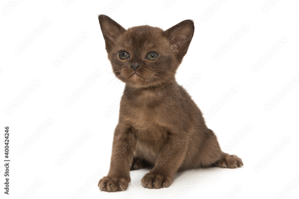 Small kitten of the European Burmese