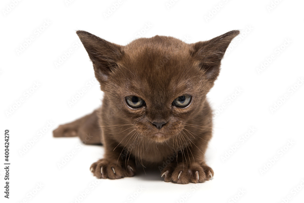 Small, serious european burmese kitten